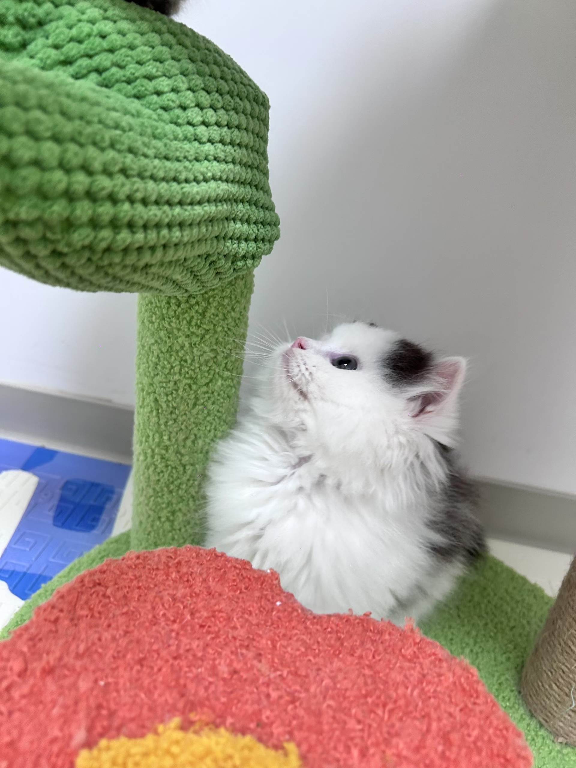 黑加白奶牛猫弟弟，包邮